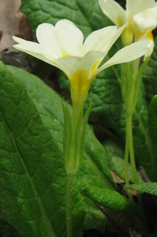 Изображение особи Primula vulgaris.