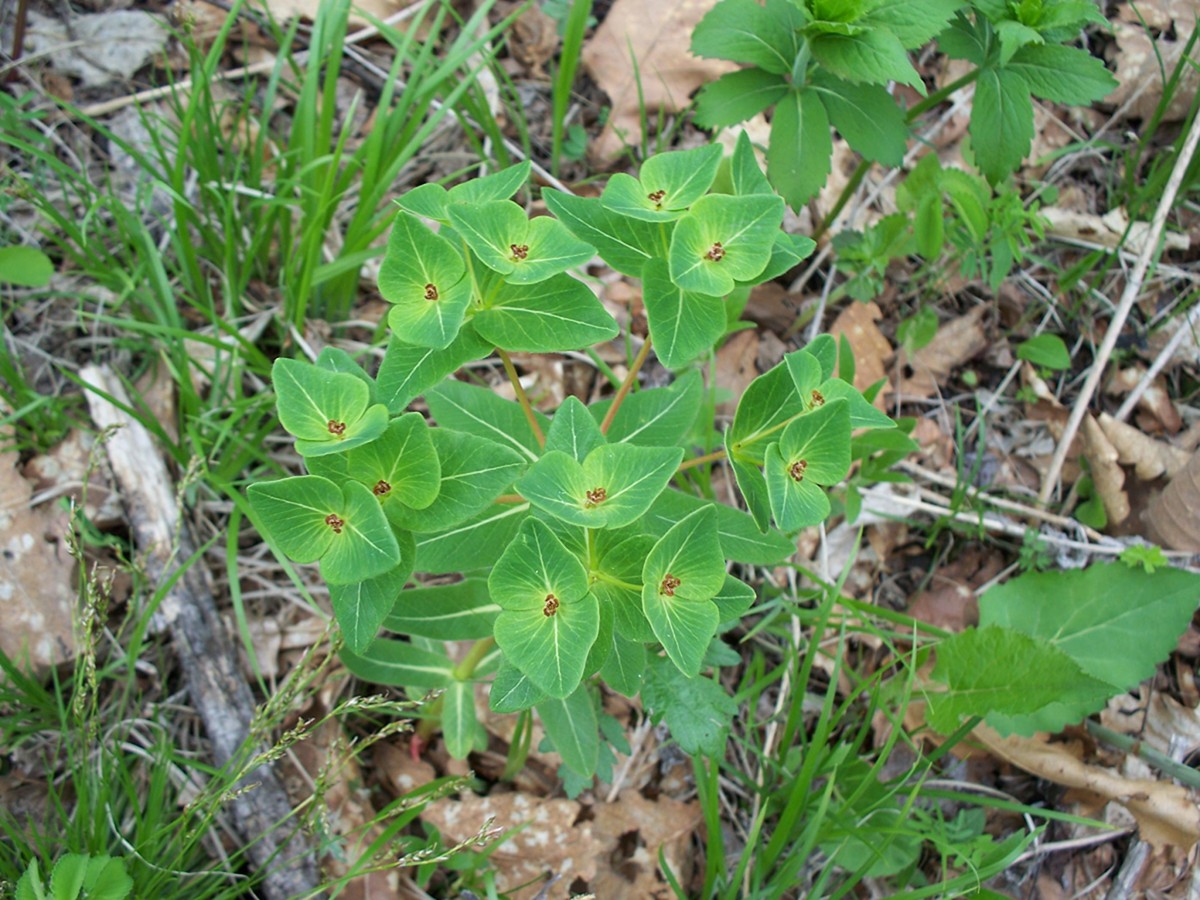 Изображение особи Euphorbia komaroviana.