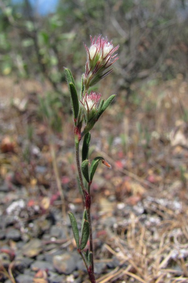 Изображение особи род Trifolium.