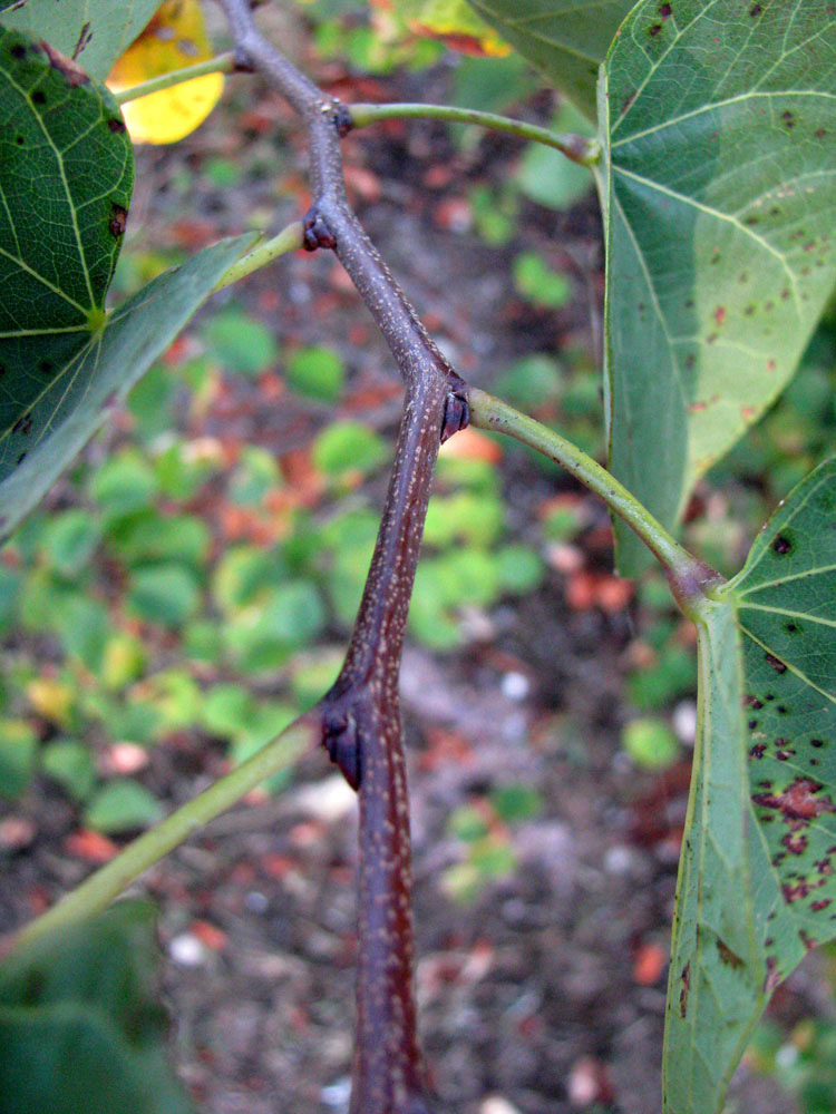 Изображение особи Cercis siliquastrum.