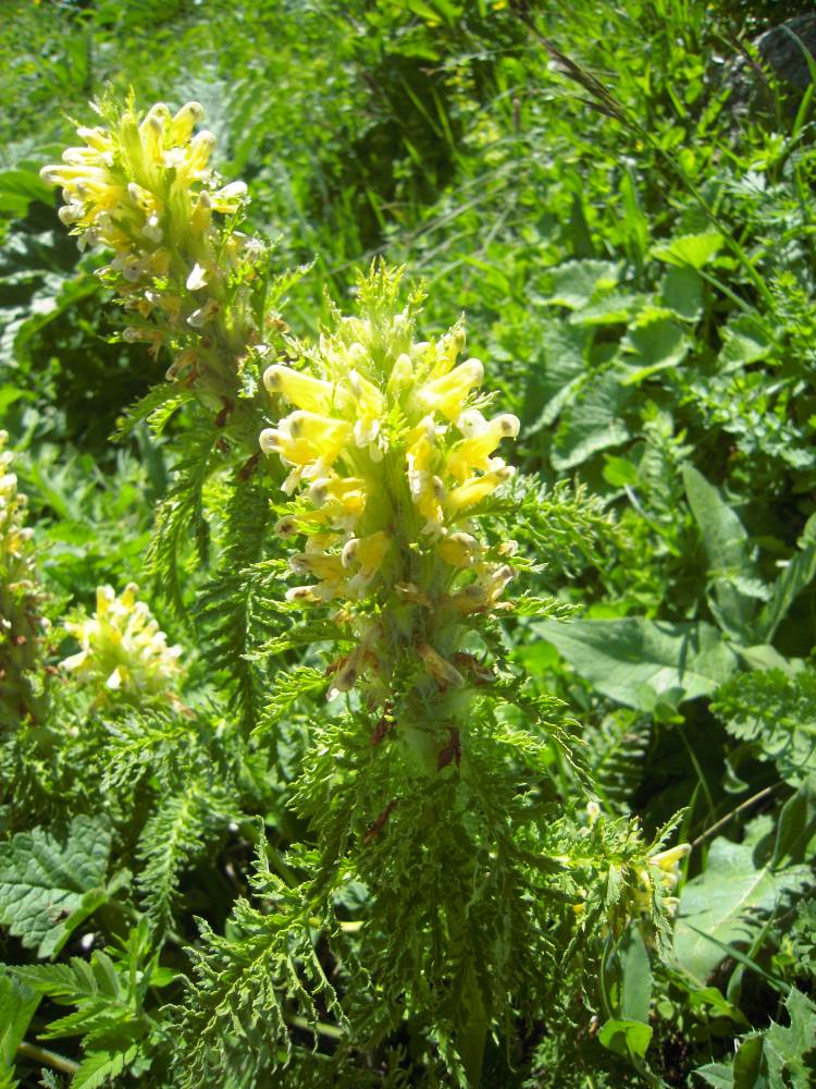 Image of Pedicularis condensata specimen.