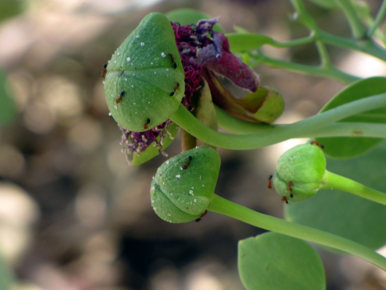 Изображение особи Capparis cartilaginea.