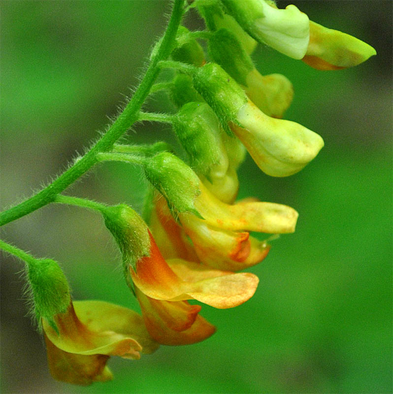 Image of Vicia crocea specimen.