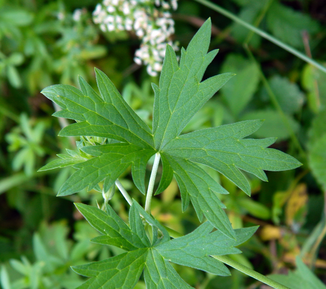 Image of Geranium collinum specimen.