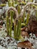 Lycopodium lagopus. Растение с прошлогодними стробилами. Окрестности Мурманска, начало июня.