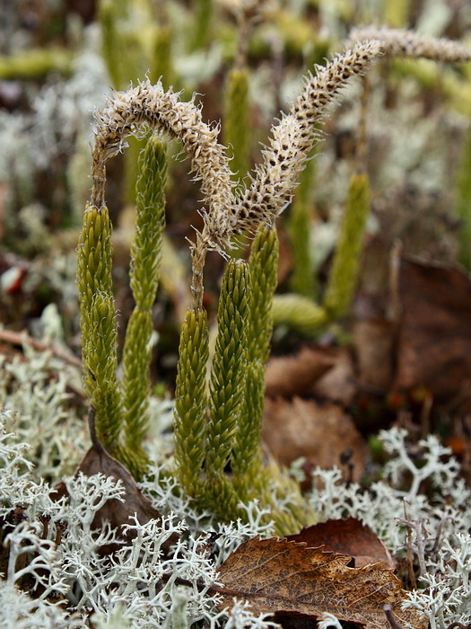 Image of Lycopodium lagopus specimen.