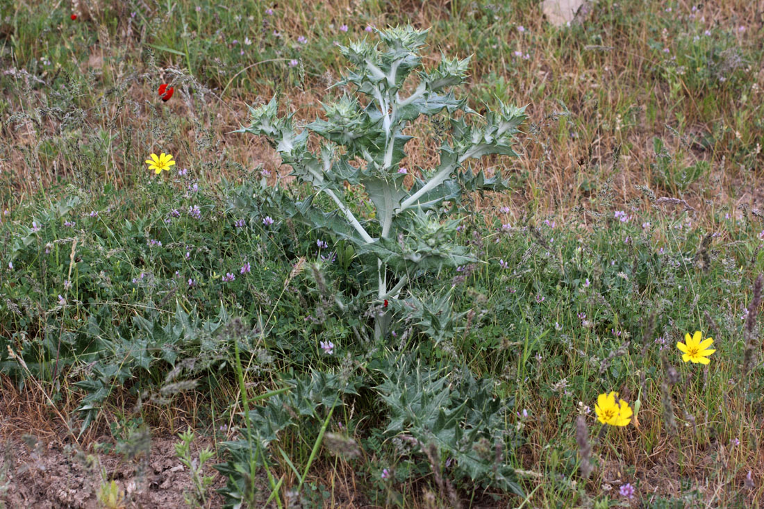 Image of Cousinia resinosa specimen.