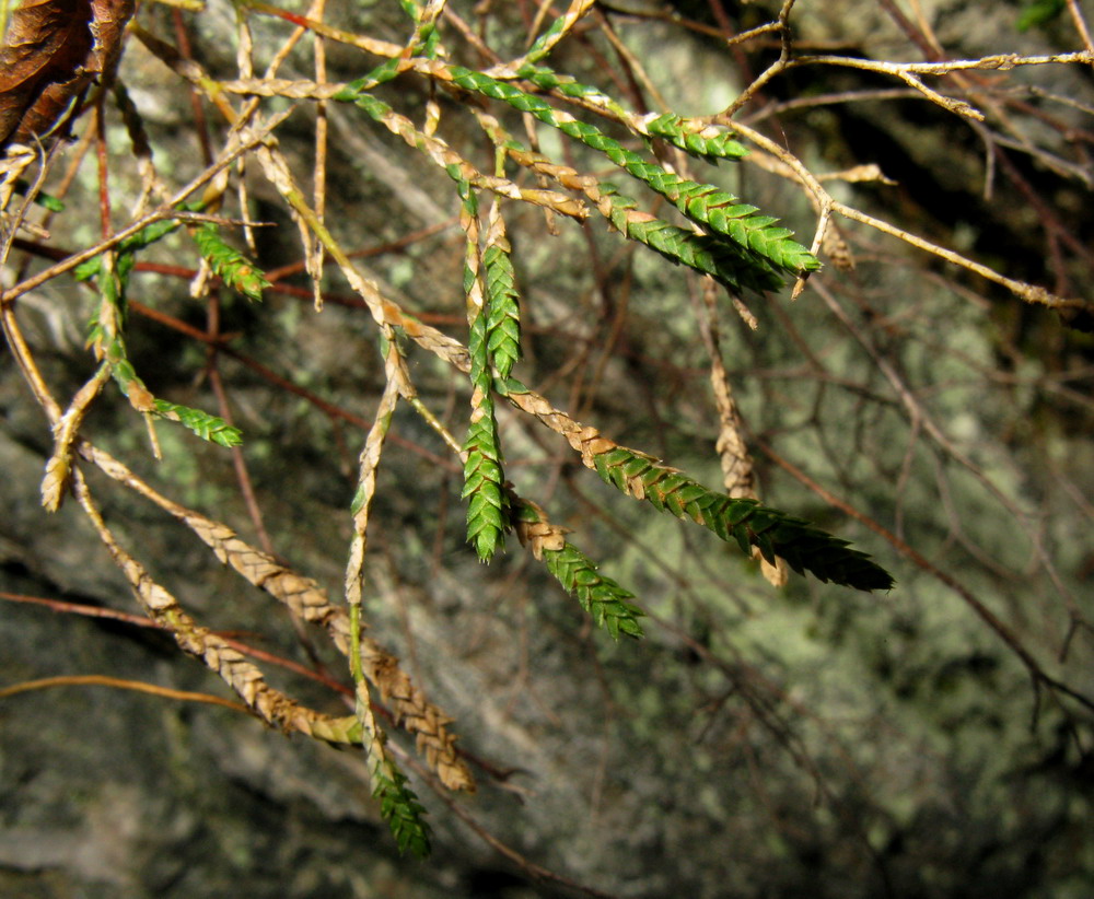 Image of Selaginella sanguinolenta specimen.