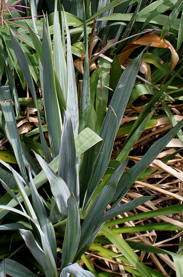 Изображение особи Yucca filamentosa.