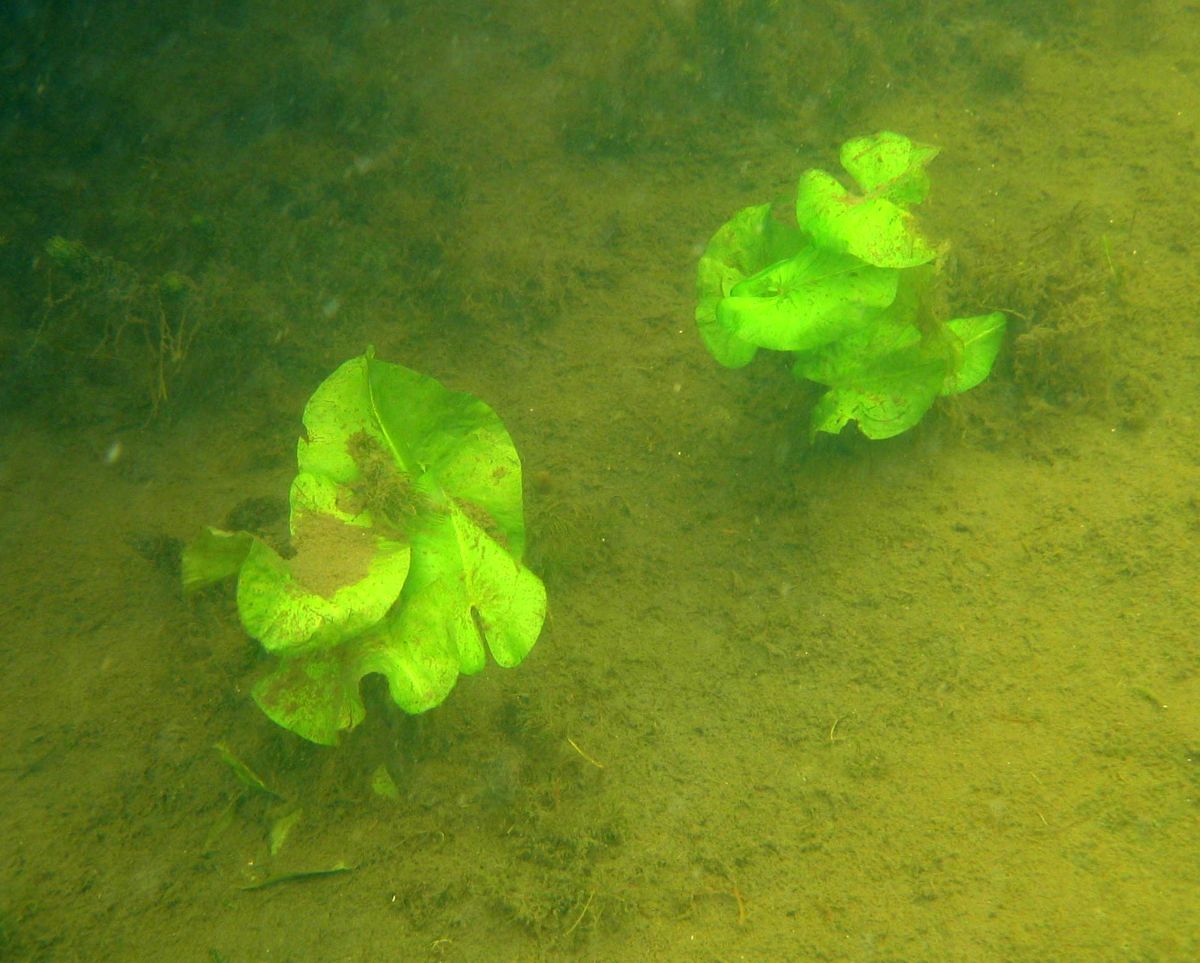 Image of Nuphar lutea specimen.