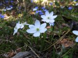 Hepatica nobilis