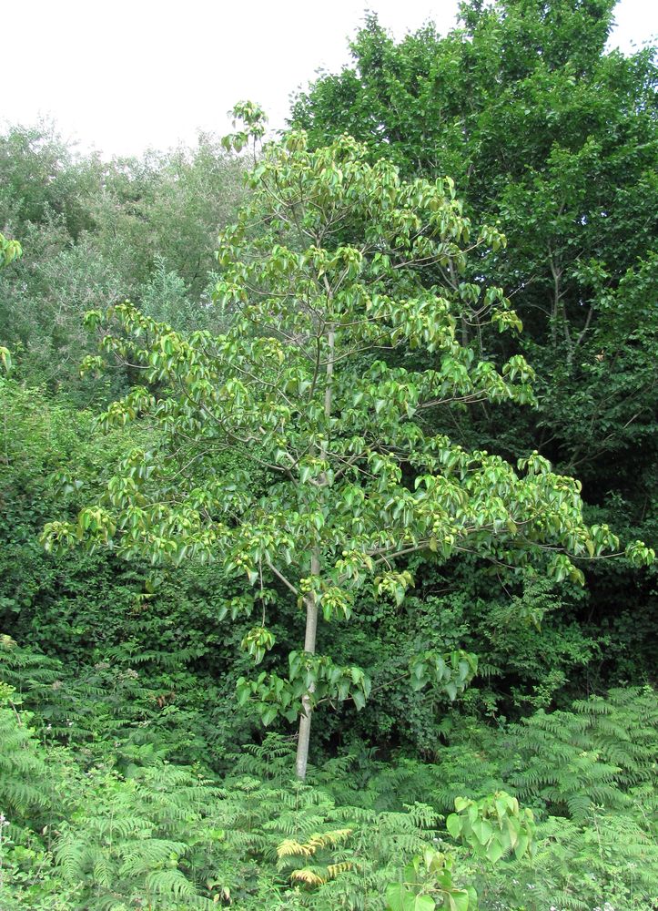 Image of Vernicia fordii specimen.