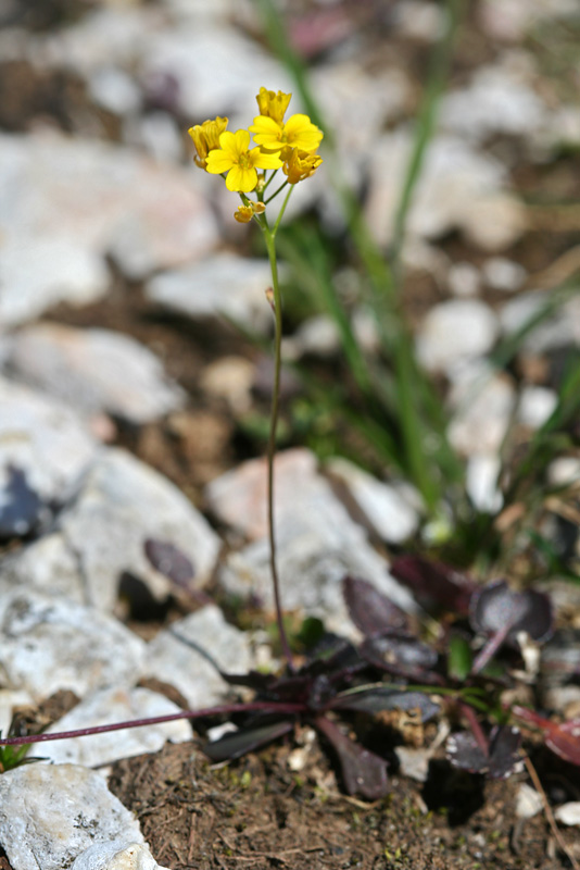 Image of Draba hispida specimen.