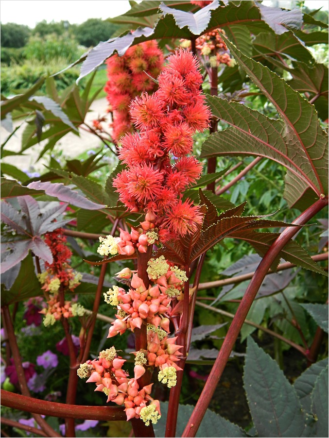 Image of Ricinus communis specimen.