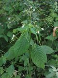 Impatiens parviflora