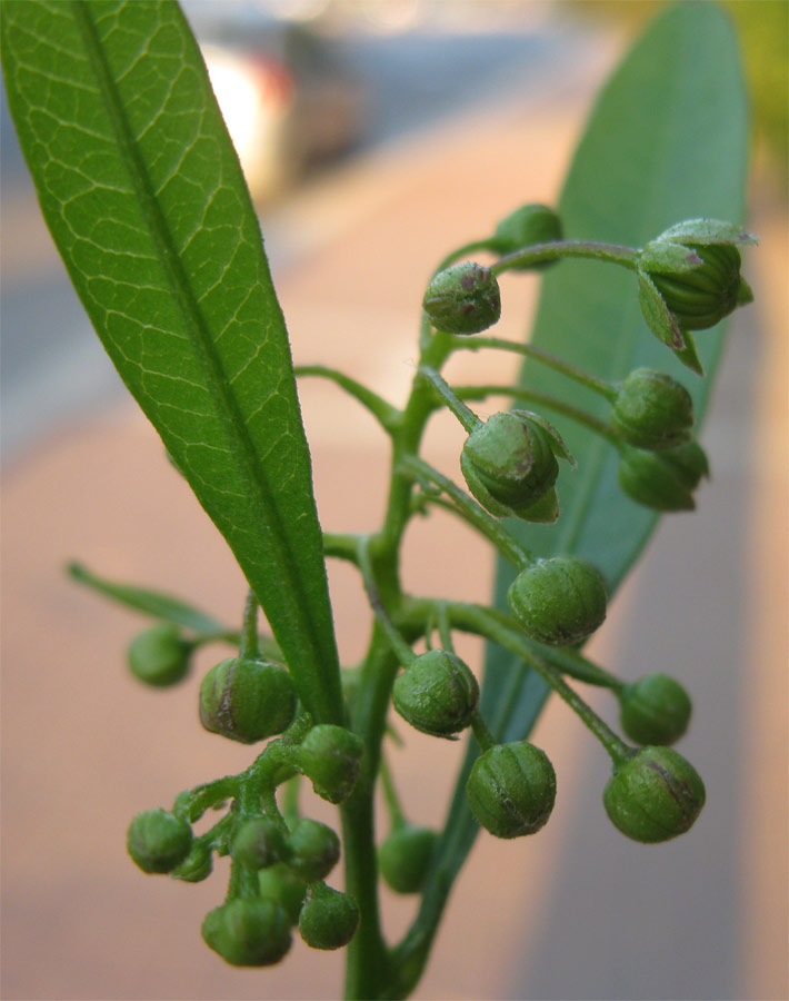 Изображение особи Dodonaea viscosa.