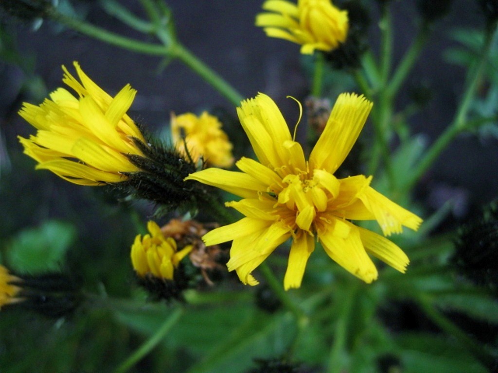 Image of Picris kamtschatica specimen.