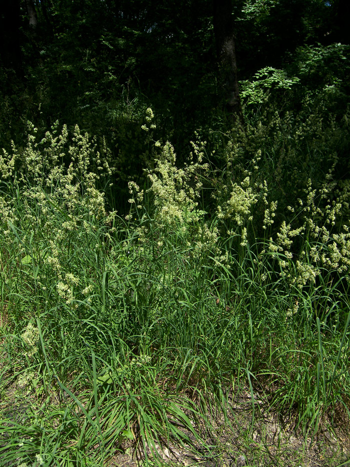 Image of Dactylis glomerata specimen.