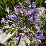 Agapanthus africanus. Соцветие с цветками и завязавшимися плодами. Португалия, Обидуш. 16.07.2012.