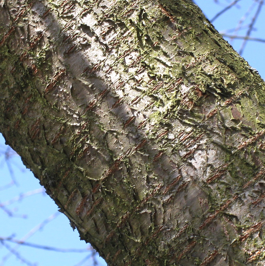 Image of Cerasus avium specimen.