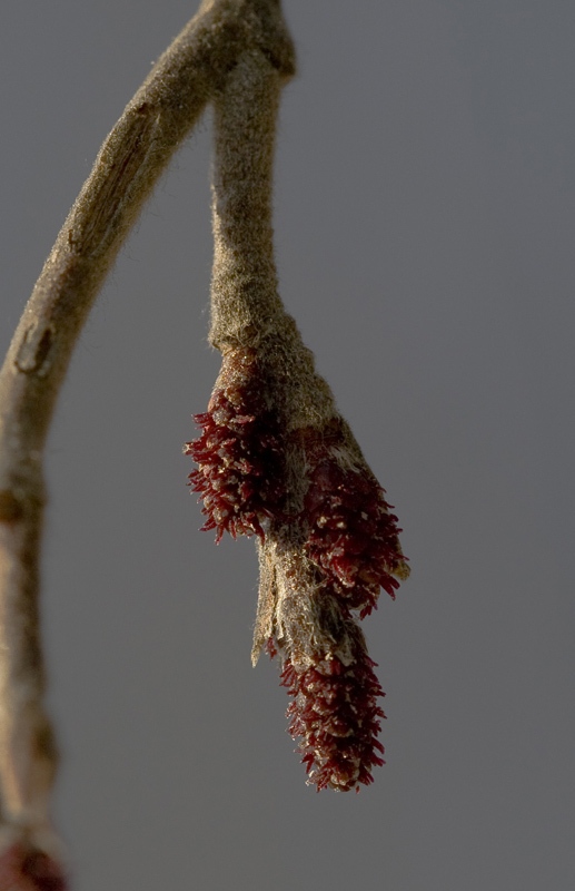 Image of Alnus incana specimen.