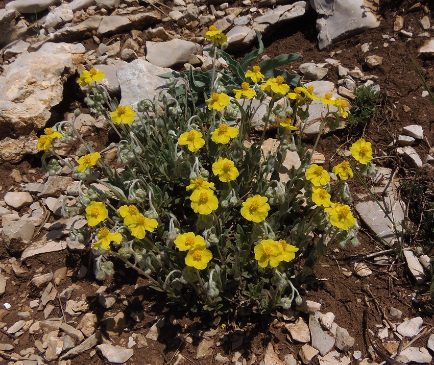 Image of genus Helianthemum specimen.