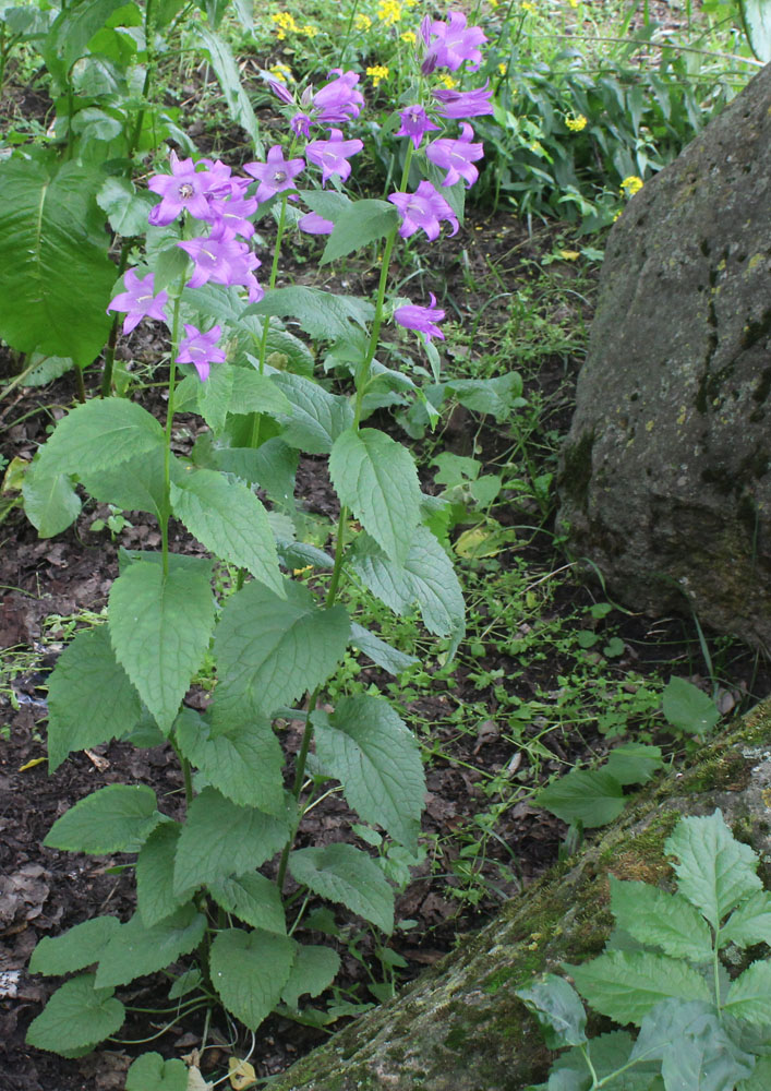 Image of Campanula latifolia specimen.