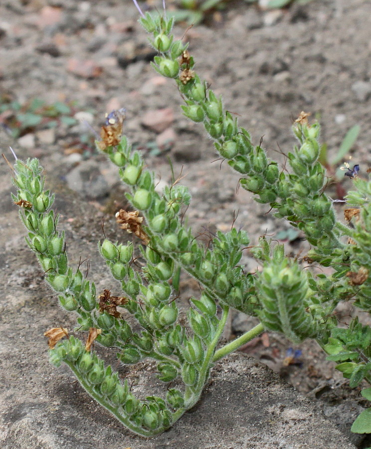 Изображение особи Phacelia congesta.