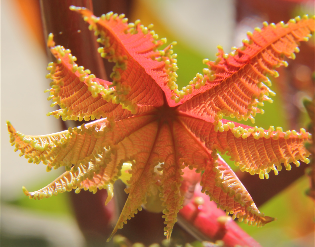 Изображение особи Ricinus communis.