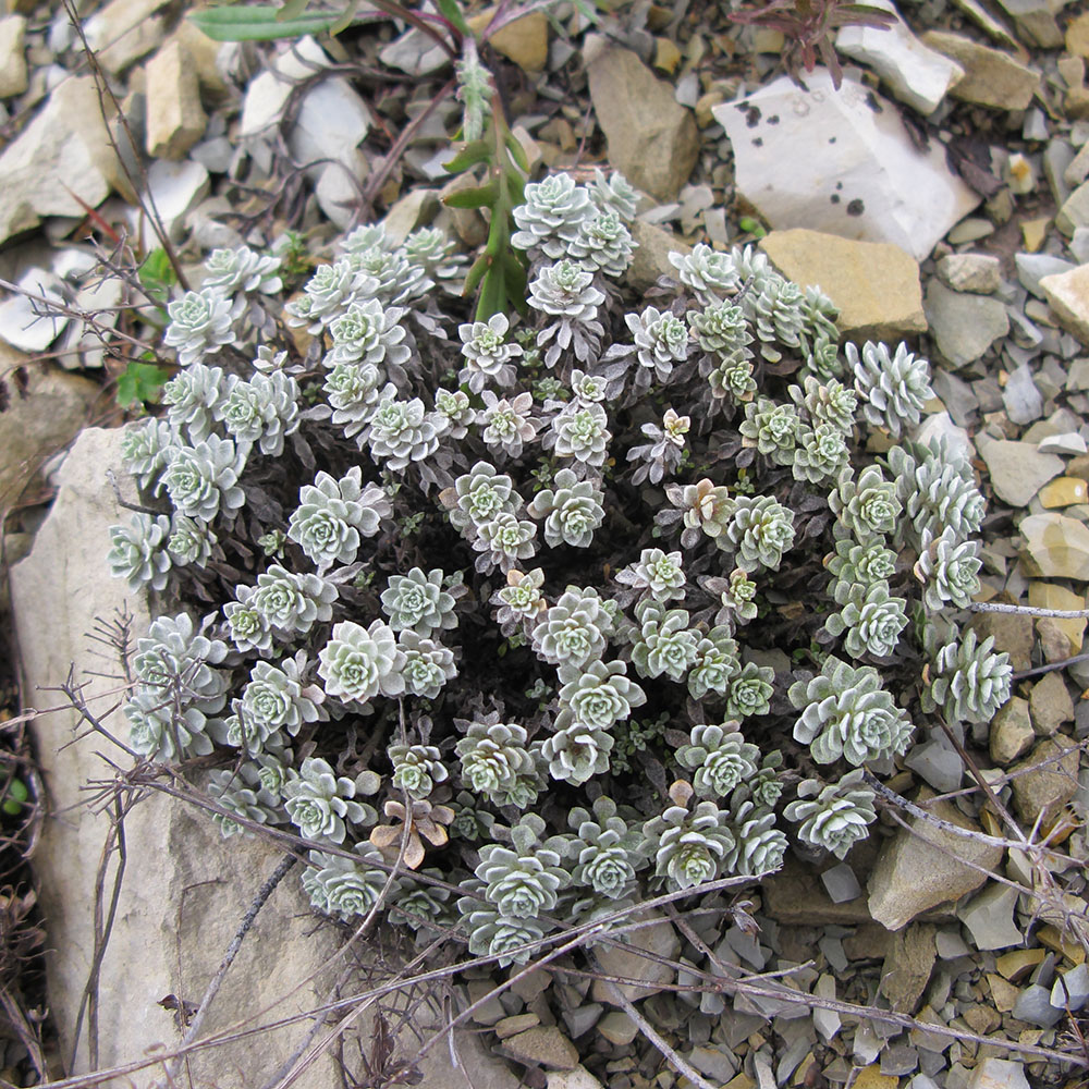 Image of Odontarrhena obtusifolia specimen.