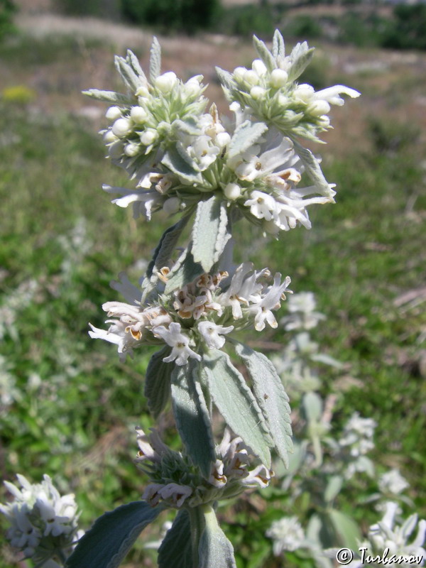 Image of Marrubium peregrinum specimen.