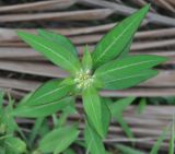 Euphorbia heterophylla. Верхушка цветущего растения. Таиланд, остров Пханган. 22.06.2013.