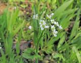 Capsella bursa-pastoris. Верхушка растения с соцветием. Владивосток, Ботанический сад-институт ДВО РАН. 22 мая 2013 г.