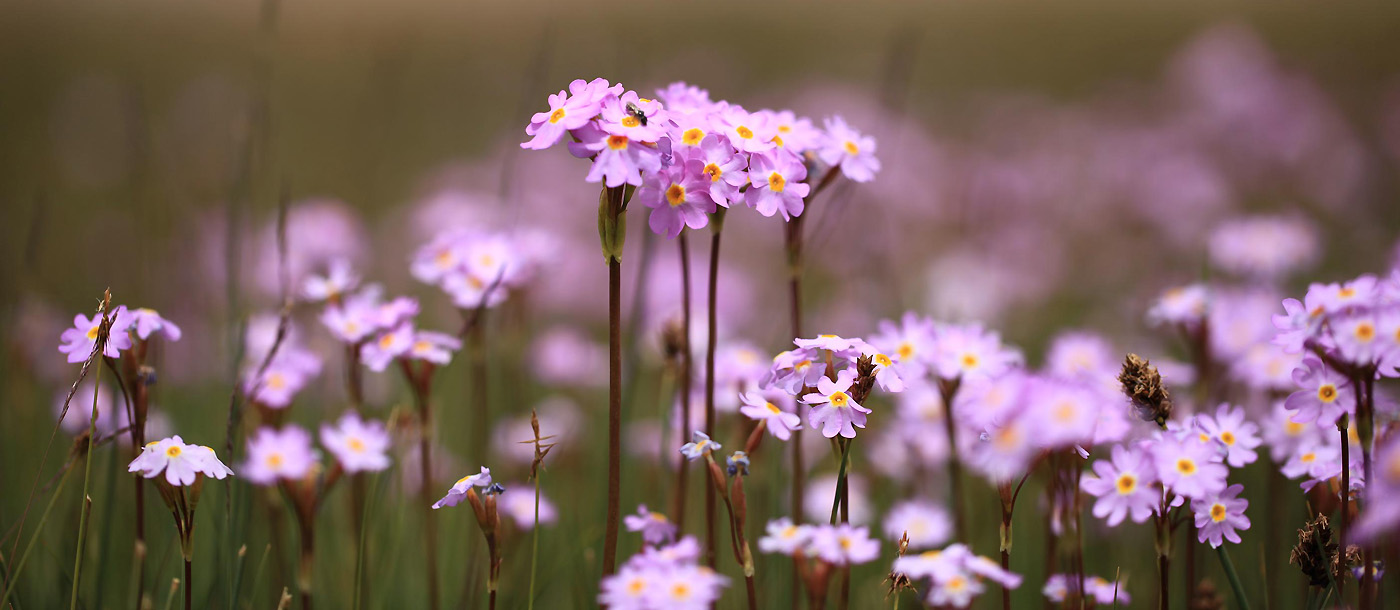 Image of Primula pamirica specimen.