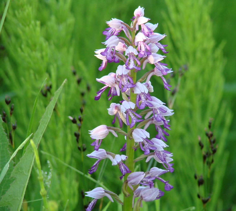 Image of Orchis militaris specimen.