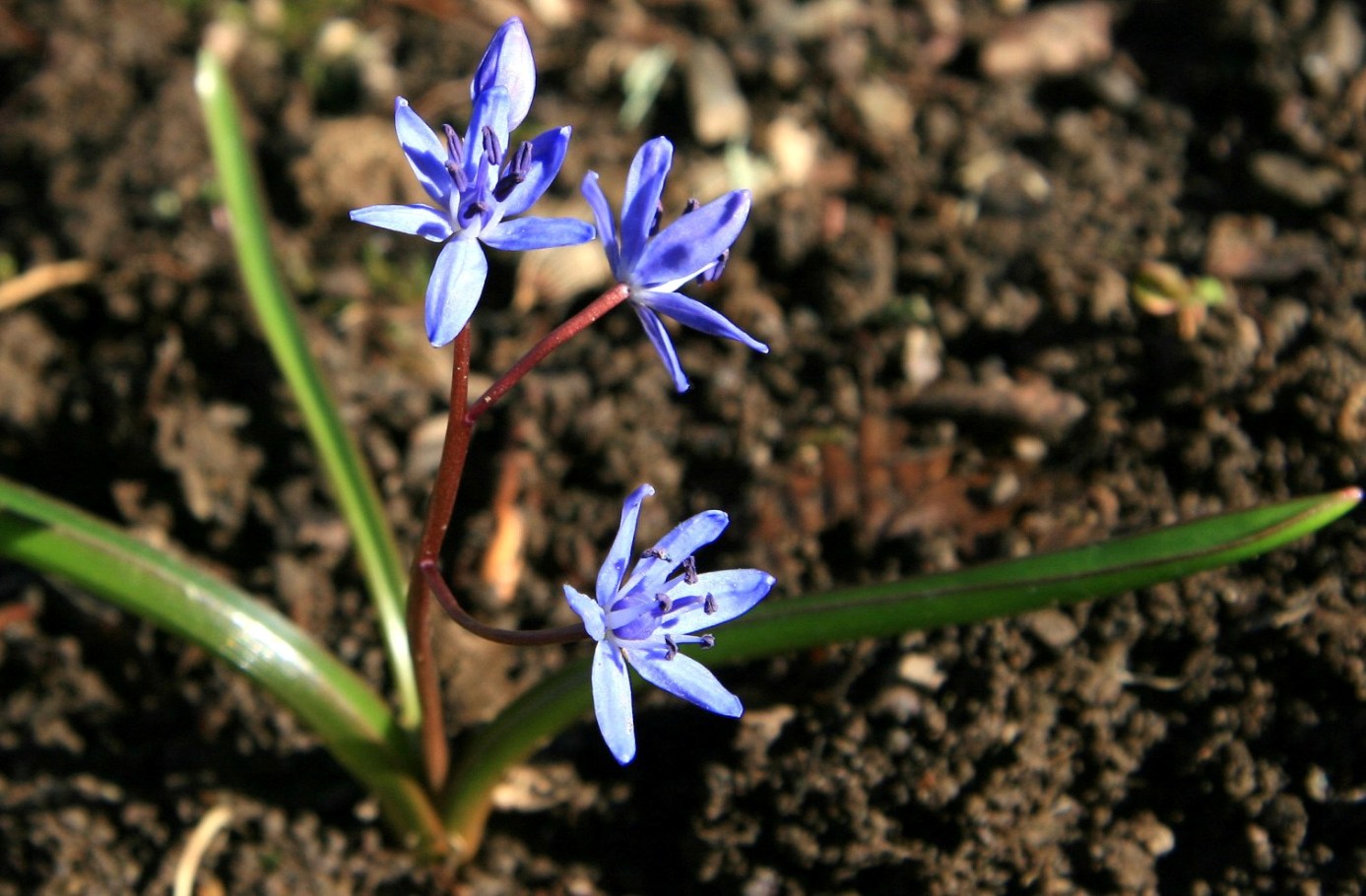 Image of Scilla bifolia specimen.