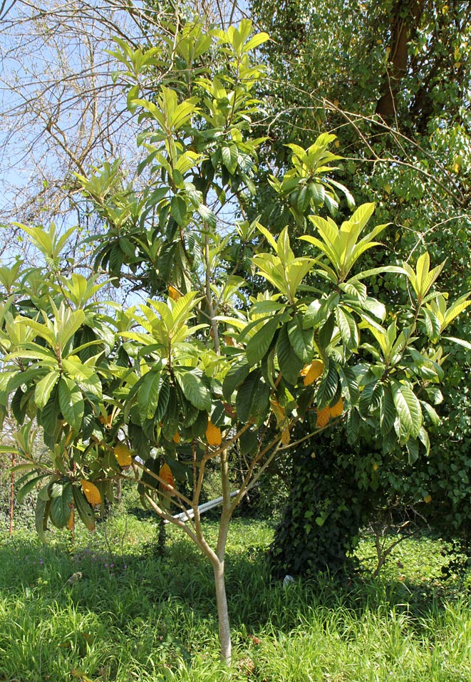 Image of Eriobotrya japonica specimen.