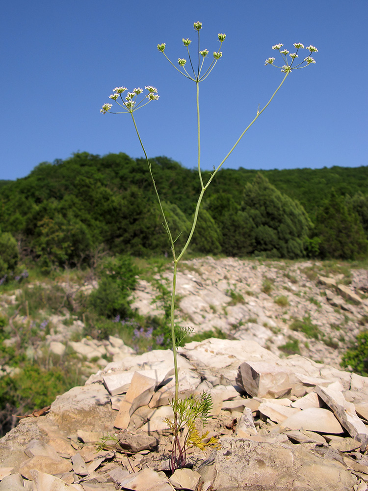 Image of Bunium microcarpum specimen.