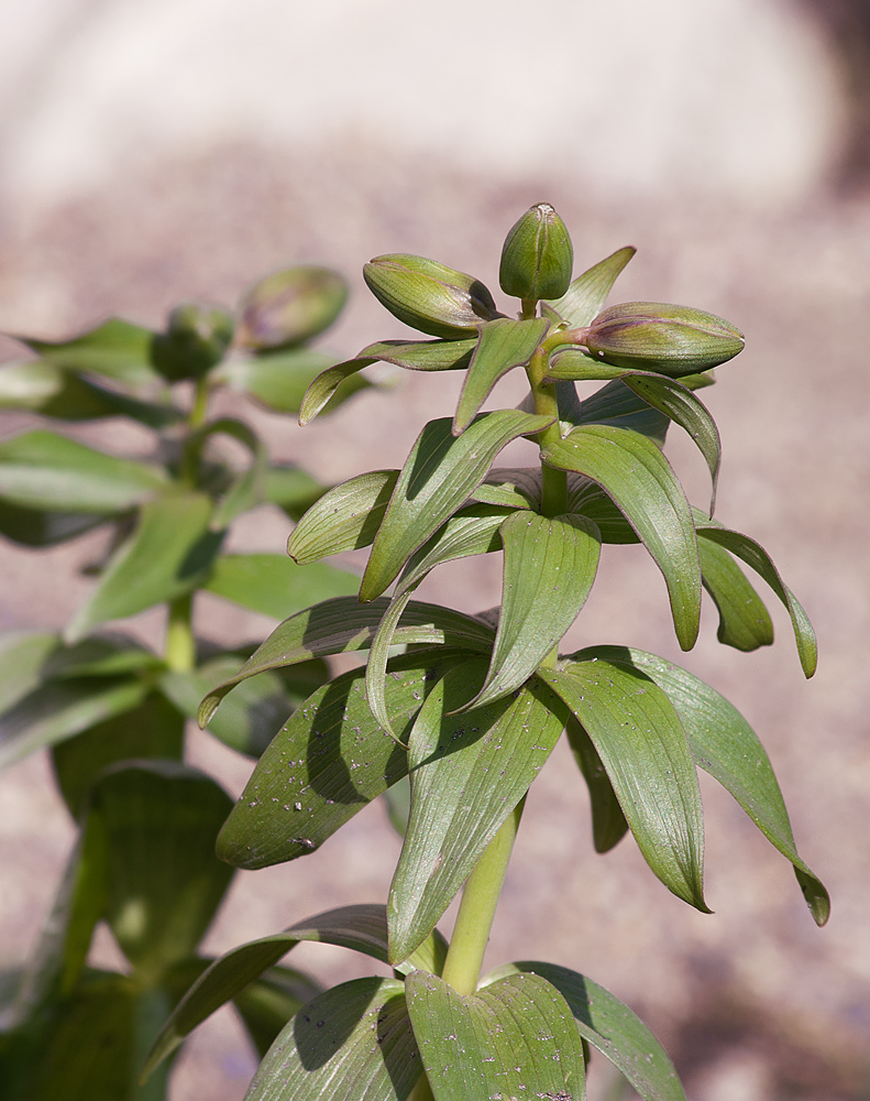 Image of Fritillaria camschatcensis specimen.