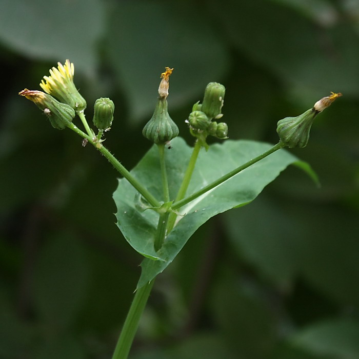 Изображение особи Sonchus oleraceus.