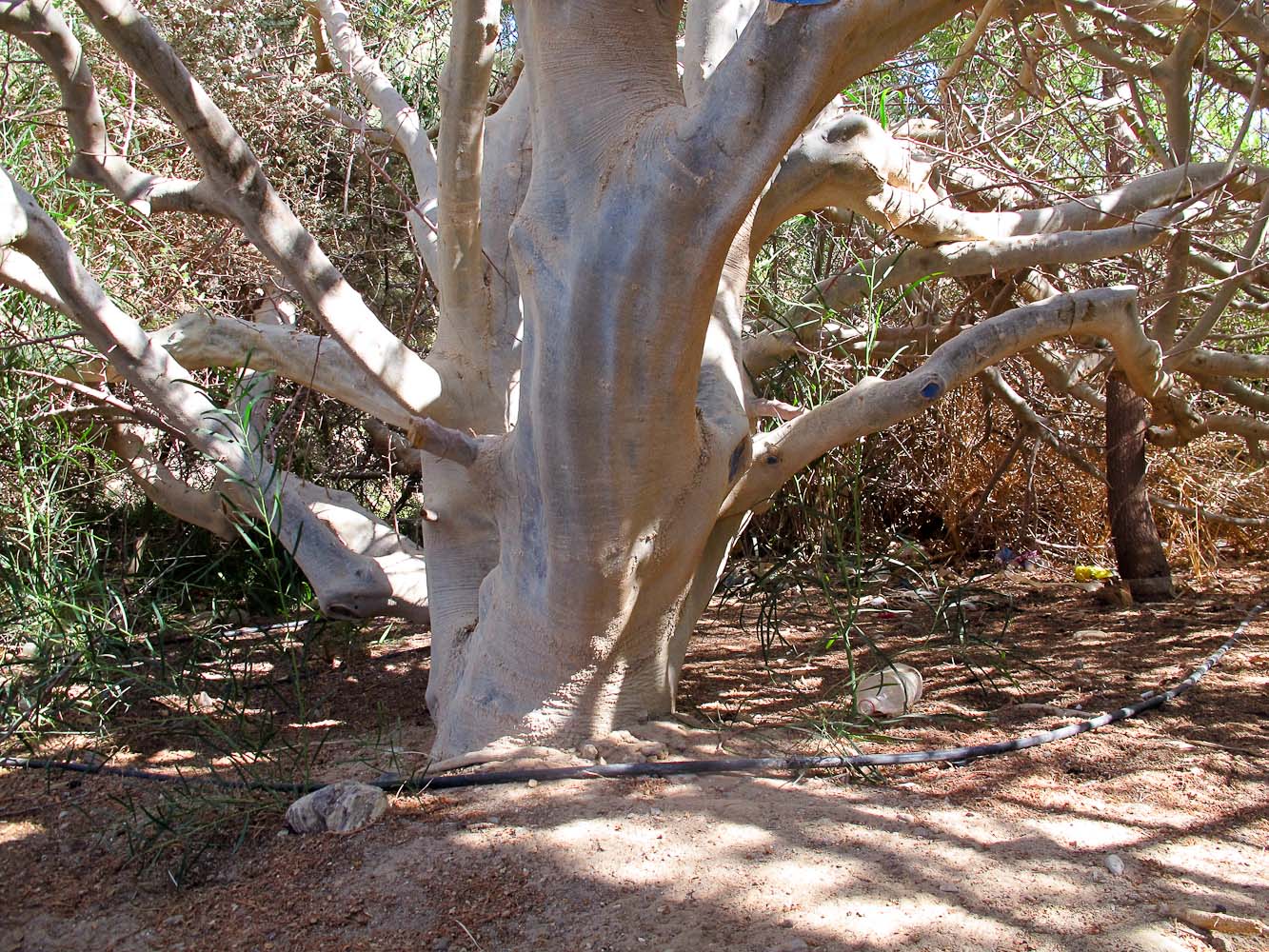 Изображение особи Bursera hindsiana.