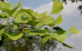 Ginkgo biloba