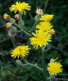 Crepis pannonica