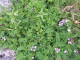 Astragalus subpolaris