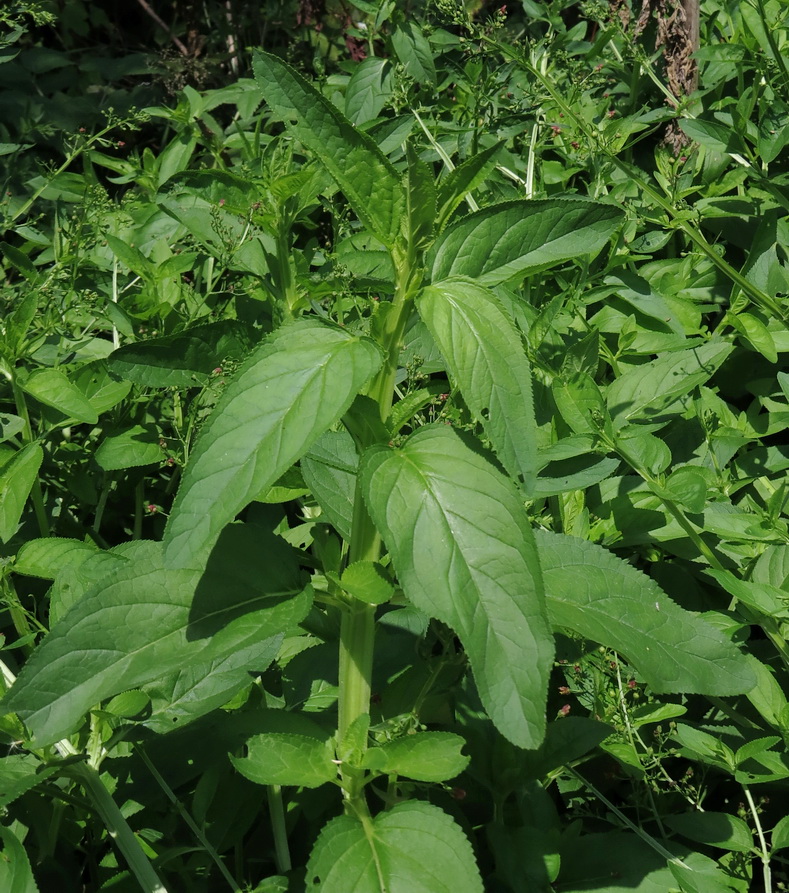 Image of Scrophularia umbrosa specimen.