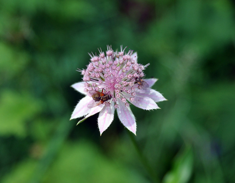 Image of Astrantia maxima specimen.