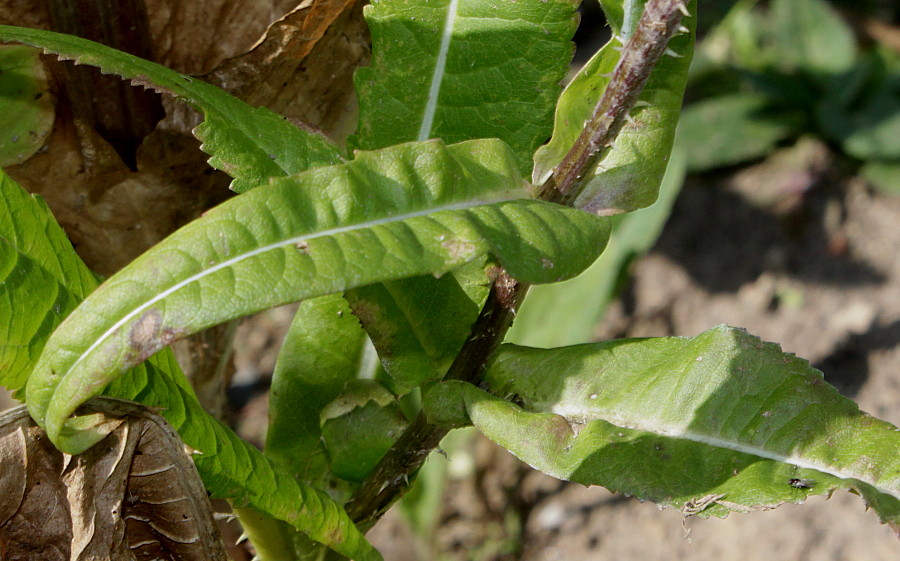 Image of Dipsacus fullonum specimen.