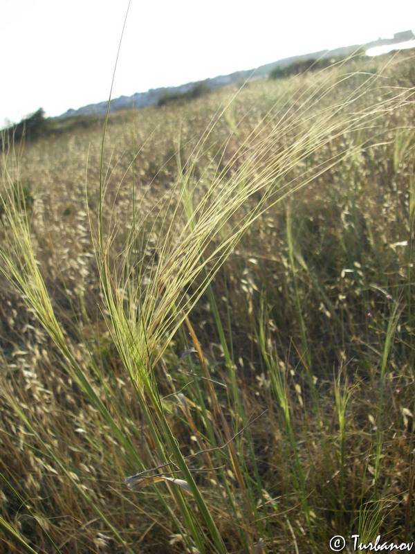 Изображение особи Stipa capillata.