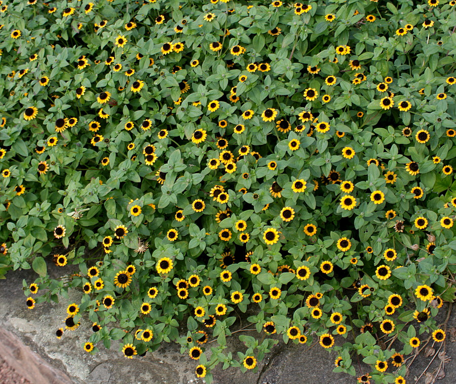 Image of Sanvitalia procumbens specimen.