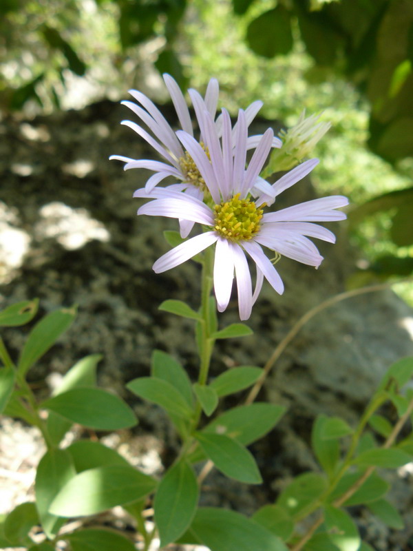 Изображение особи Aster ibericus.